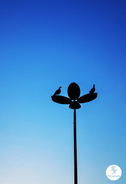 Y&Y Photography - Seagull in Silhouettes