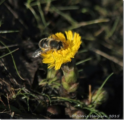 16 Eristalis