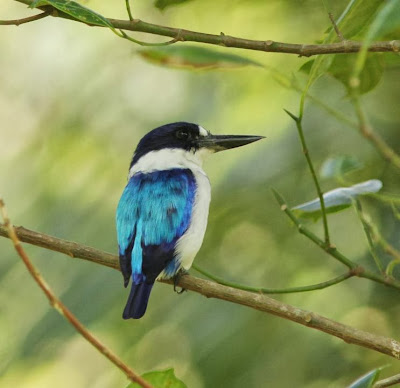 Alción moluqueño Todiramphus diops