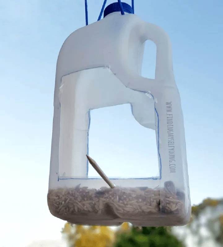 bird feeder made from a milk bottle