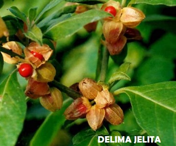 PEMBEKAL EKSTRAK ASHWAGANDA/ WINTER CHERRY