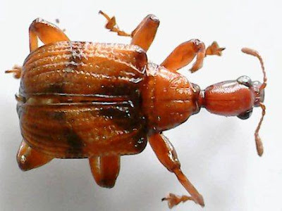 Kumbang Strigapoderus javanicus