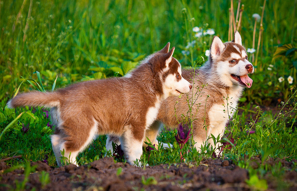 Cachorros Husky Siberianos jugando en el Jardín