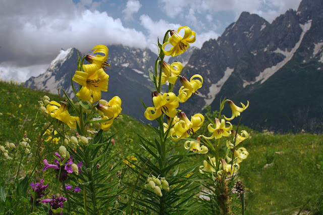 Лилия Кессельринга (Lilium kesselringianum)