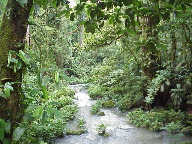 animals in rainforest. animals rainforest