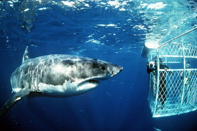 Extremely Dangerous Animals pictures GREAT WHITE SHARK