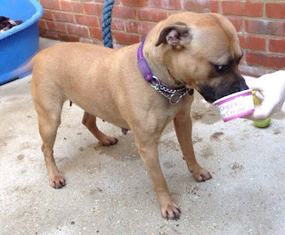 RSPCA Dogs with Ice Cream