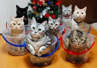 Way to Store and Organize Your Cats Seen On www.coolpicturegallery.net