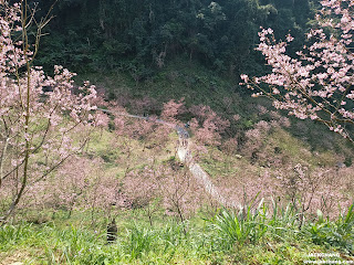 新北必訪景點：櫻花季節不間斷！探訪三峽大熊櫻花林的美麗櫻花步道