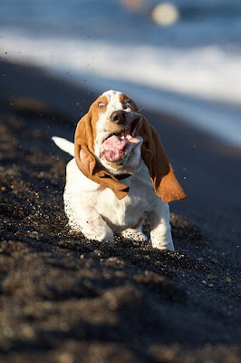 Running Basset Hounds Seen On www.coolpicturegallery.us