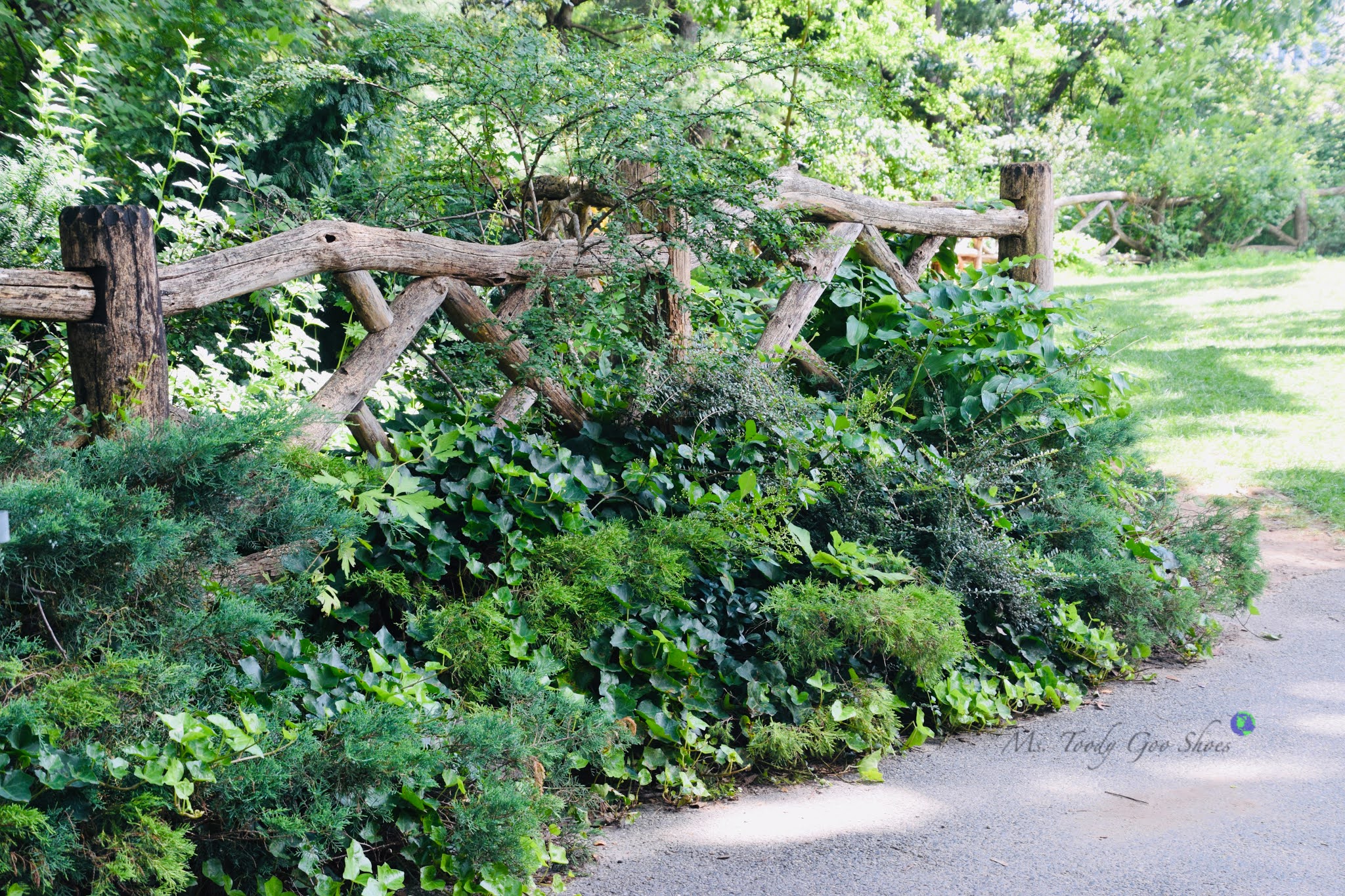 Shakespeare Garden in Central Park is a "must see" when visiting NYC in spring or summer. Ms Toody Goo Shoes #mycentralpark