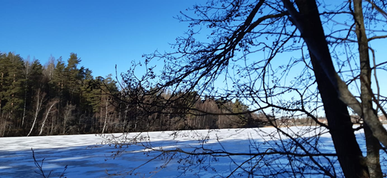 Aurinko paistaa Urpolanlammelle, vastarannan puista on jo sulanut lumi. Varjoisan tumman puun oksat peittelevät näkymää.