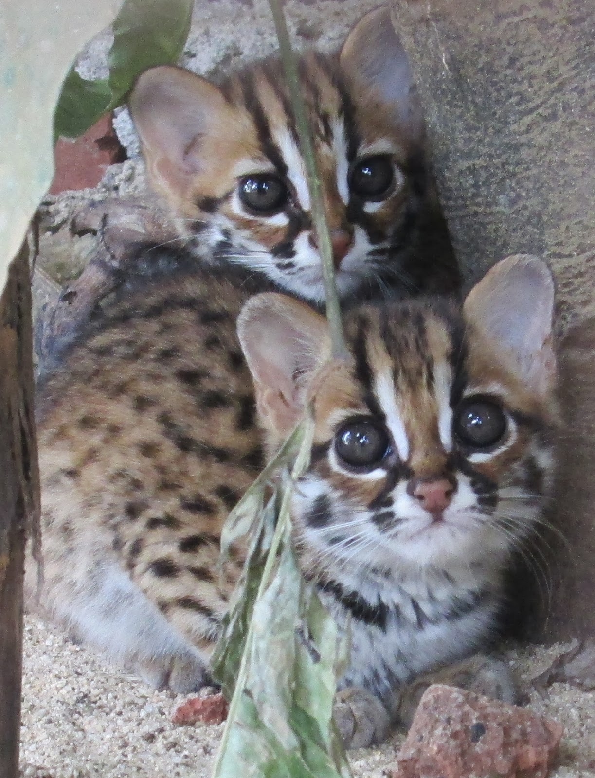 Kucing Hutan Felis Bengalensis GAKUM LHK