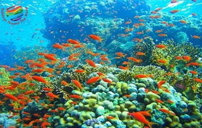 Coral Reefs Sharm El Sheikh