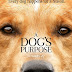 A Dog’s Purpose (2017) 720p HD Direct Download Movie Free
