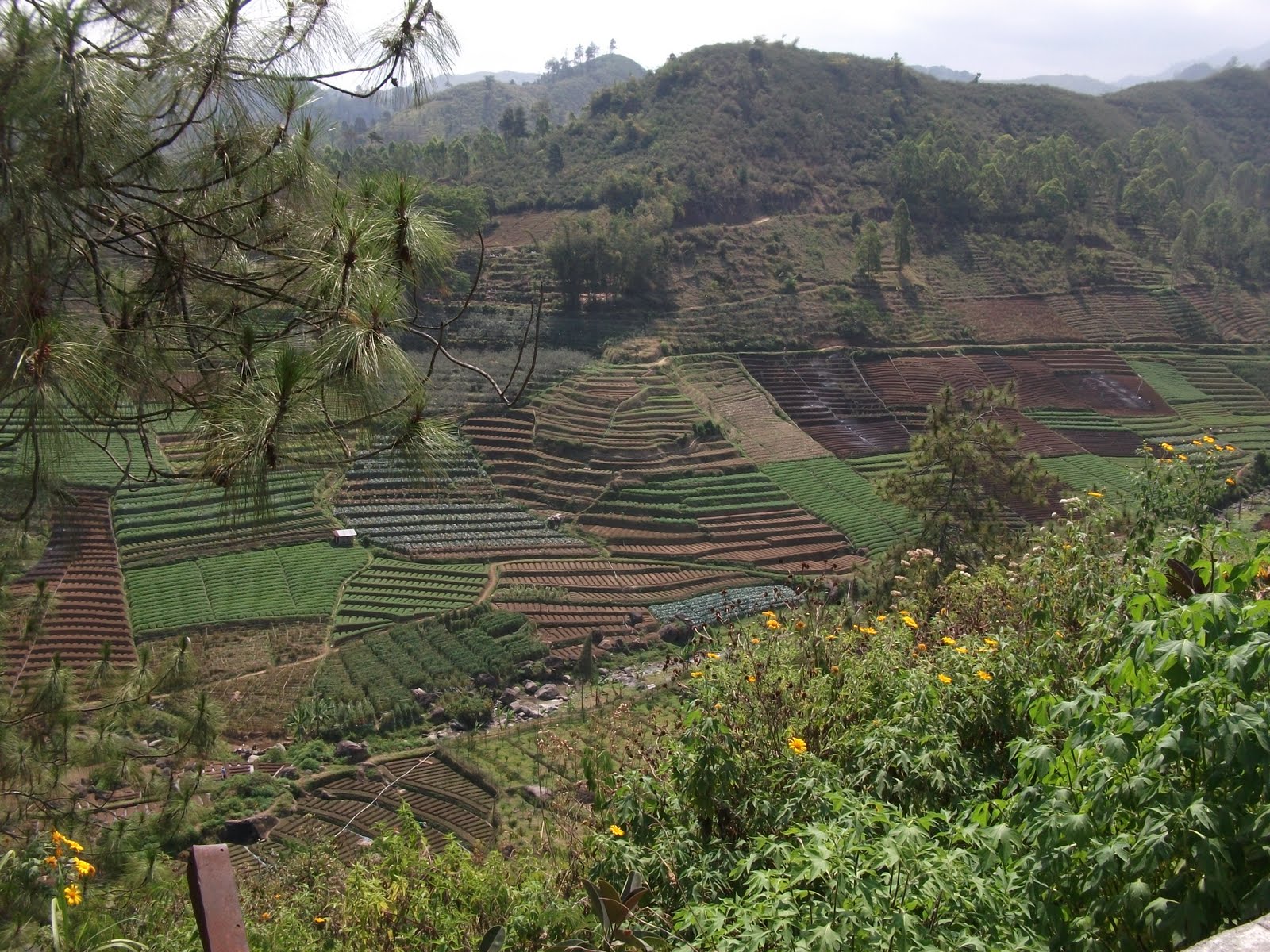 nuansa masel SEMAKIN TERDESAKNYA HUTAN DI JAWA