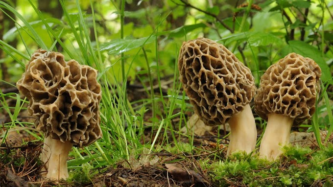 Introduction to Mushroom Foraging | Mushroom hunting | Mushroom gathering