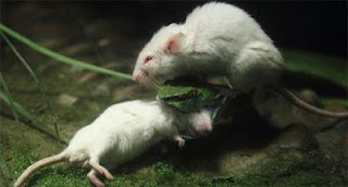 Gambar Tikus Menolong Temannya yang Dimangsa Ular