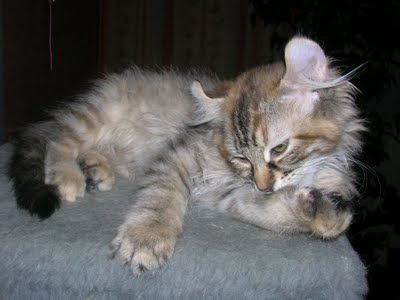 american curl cat