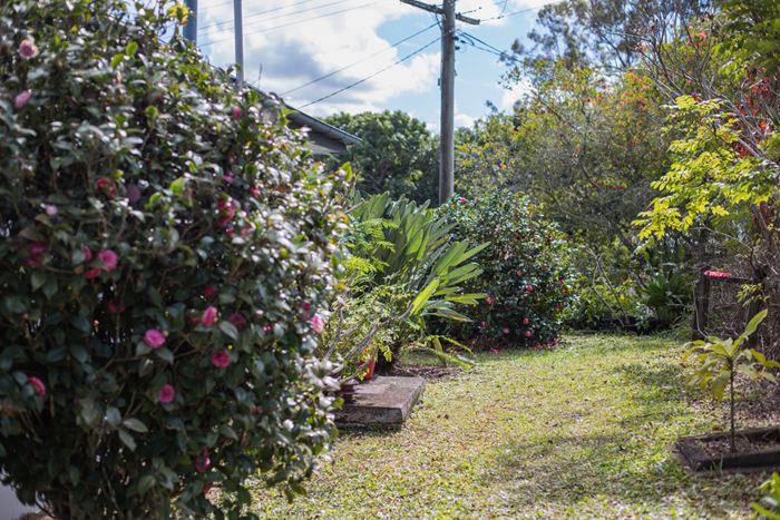 pink camellias