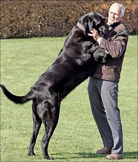 Giant Dogs, How Big It Can Get