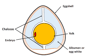 Factors Affecting Egg Quality
