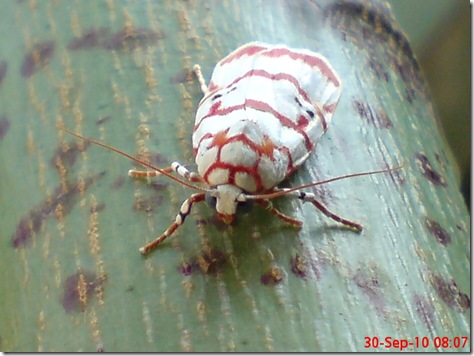 ngengat putih bergaris merah 04