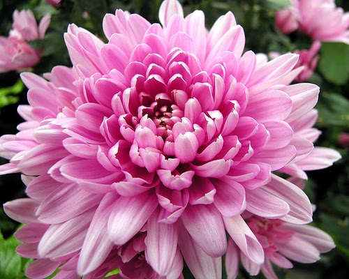 types of flowers orchids November Birth Flower Chrysanthemum | 500 x 400