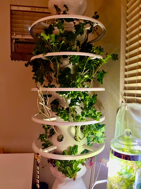 vegetable hydroponic planter for indoors