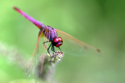 Gambar Capung Cantik