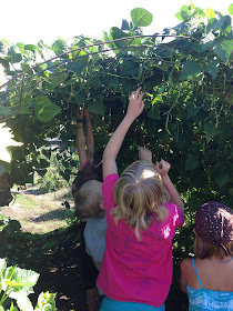 green bean tunnel grassroots garden eugene oregon