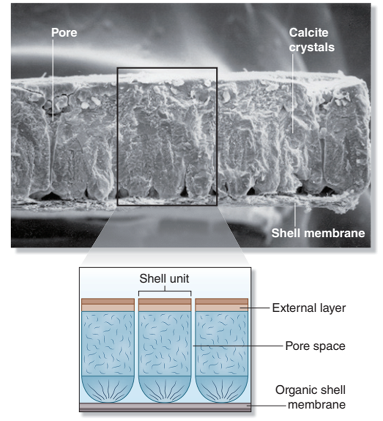 Composición de la cáscara de huevo. Esta micrografía de una cáscara de huevo, junto con un esquema ampliado, muestra la ubicación de los poros y la membrana interna de la cáscara.