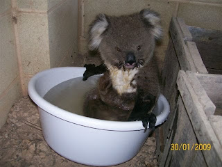 Koala refresca-se na bacia