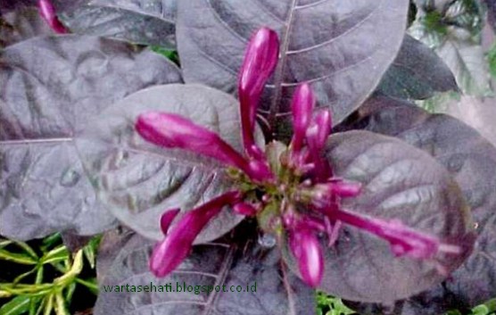 Khasiat Tanaman Herbal Handeuleum