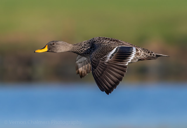 Yellow-Billed Duck flying from Right to Left - Image Copyright Vernon Chalmers