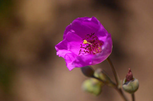 cistanthe, calandrinia, rock purslane, small sunny garden, garden bloggers bloom day, amy myers, desert garden