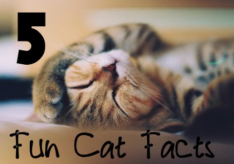 5 Fun Cat Facts