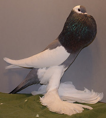 Reversewing Pouter Pigeon