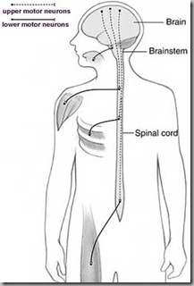 als-diagram