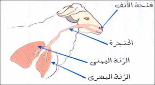 التنفس عند الإنسان والحيوان - التنفس في البرّ