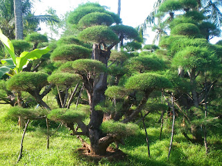 http://mulyaasritaman.blogspot.com/2015/05/tukang-pohon-bonsai-taman-pohon-bonsai_15.html