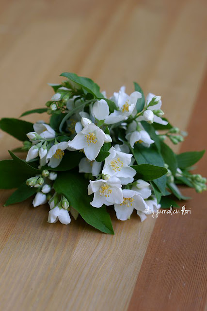 flori de iasomie alba