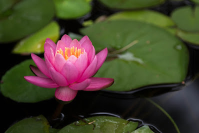 Be-like-a-lotus-trust-in-the-light-grow-through-the-dirt-believe-in-new-beginnings.