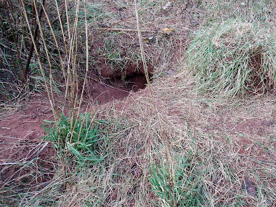 Right beside then pear tree the fox den was showing signs of recent activity.