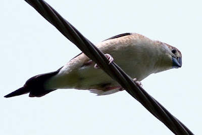 Indian Silverbill