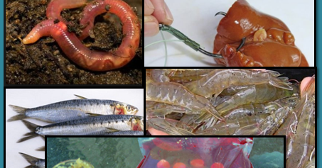 jenis-jenis umpan untuk memancing ikan lele ~ aliems' journey