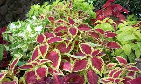 Especie de plantas con diferentes colores de hojas bellas coleo cretona plectranthus scutellarioides coleo planta cretona cuidados coleo planta cuidados coleo cuidados cretona planta cuidados cretonas variedades planta de cretona coleo flor planta de coleo tipos de coleos plectranthus scutellarioides cuidados cretona perenne cretonas imagenes cuidados del coleo cretona morada coleo cretona planta coleus blumei cretona roja cuidados coleo cuidados de los coleos coleus blumei cuidados coleo azul coleo enfermedades flor de coleo cretona misionera coleo planta propiedades cuidados de la planta coleo cuidados de coleos coleo rojo coleo planta esquejes coleo planta flor los coleos coleo planta exterior coleo hojas lacias cuidados planta coleo coleo planta enfermedades coleo planta suerte el colio