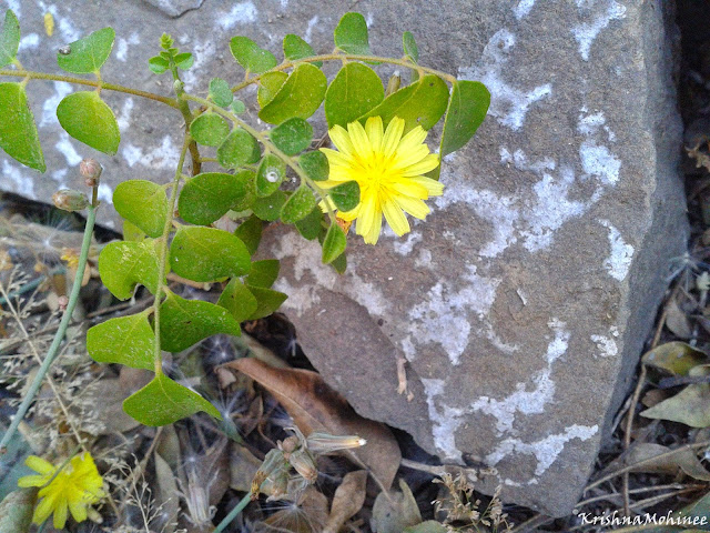 Image: Yellow Wild Flower