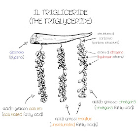 struttura dei trigliceridi /triglyceride structure