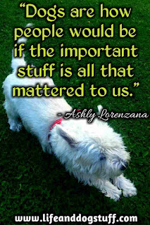  Beautiful Dog Quotes and Sayings